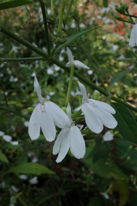 白鶴花